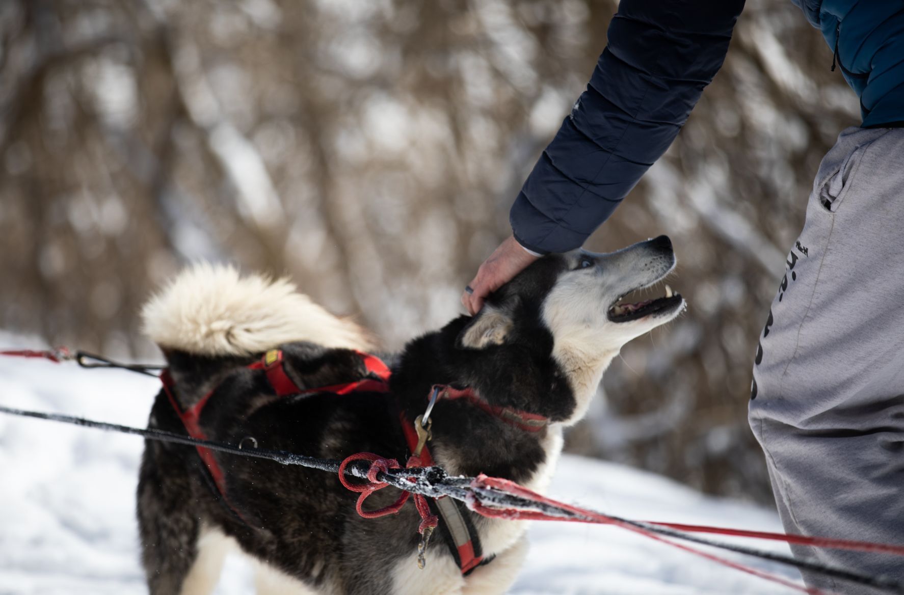 Snow treat for sled dog team